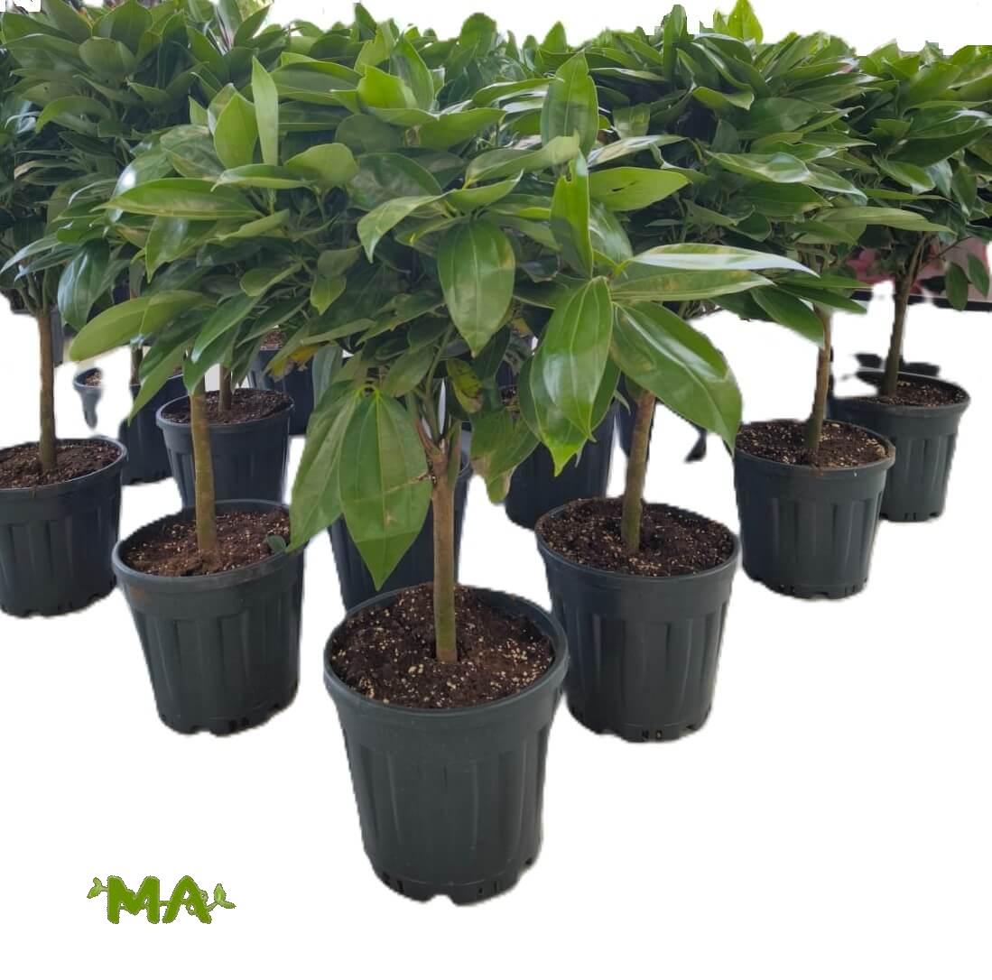 مطاط استرالي