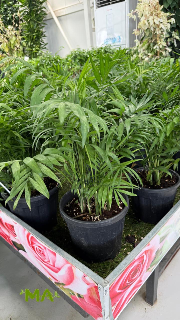 شمدوريا - Image 2