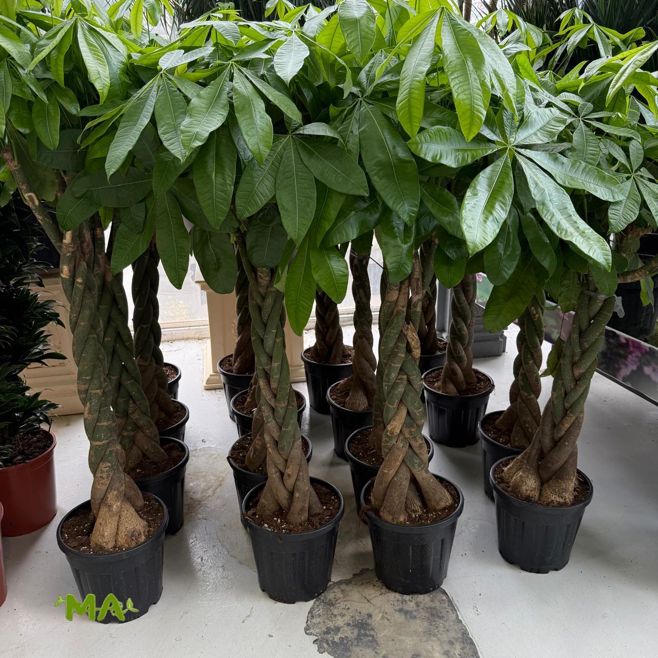 باكيرا - Image 2