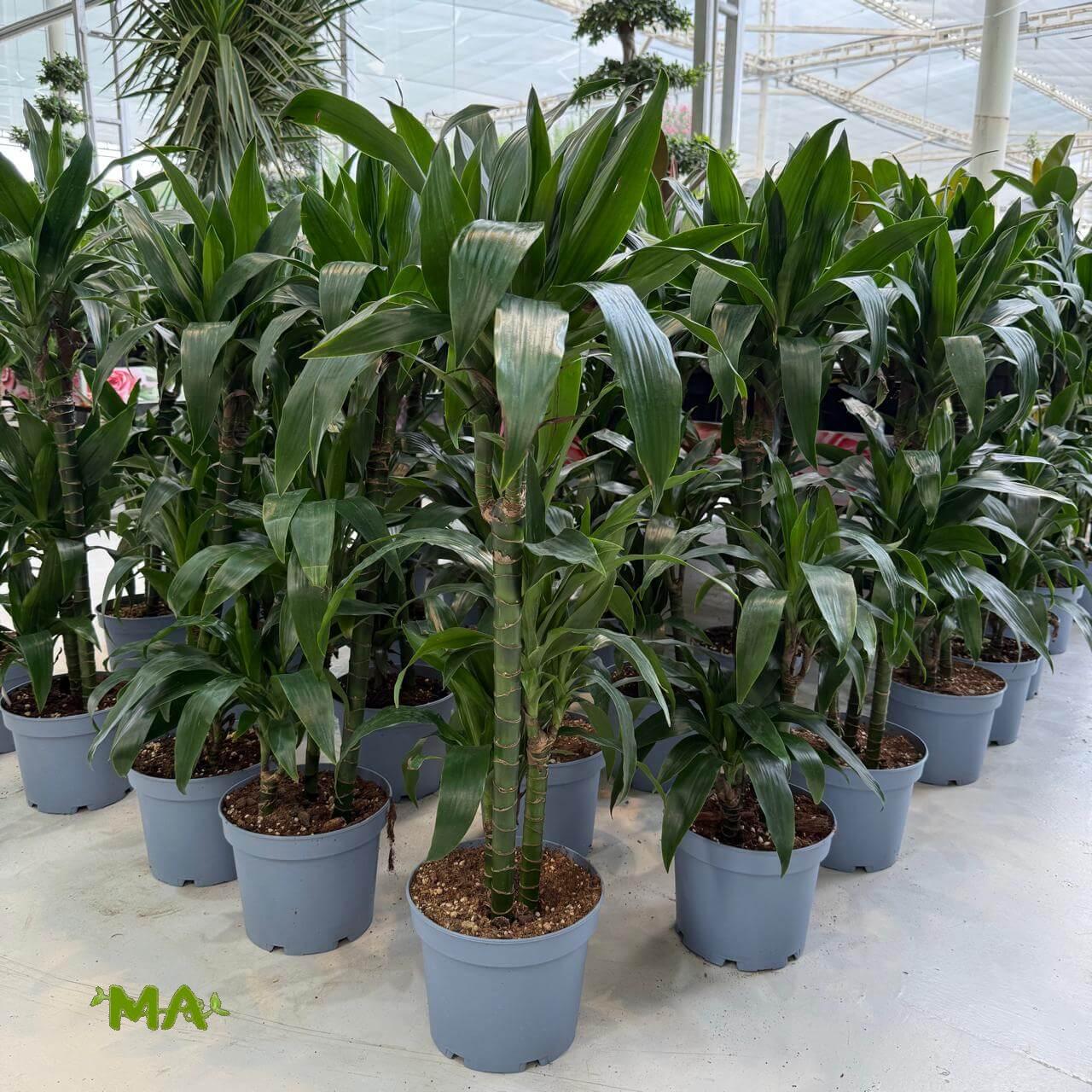 دراسينيا بابيتو (ثلاثي) - Image 2