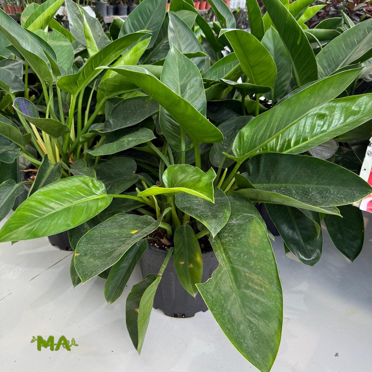 فيلو ورق عريض - Image 2