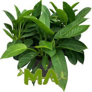 فيلو ورق عريض