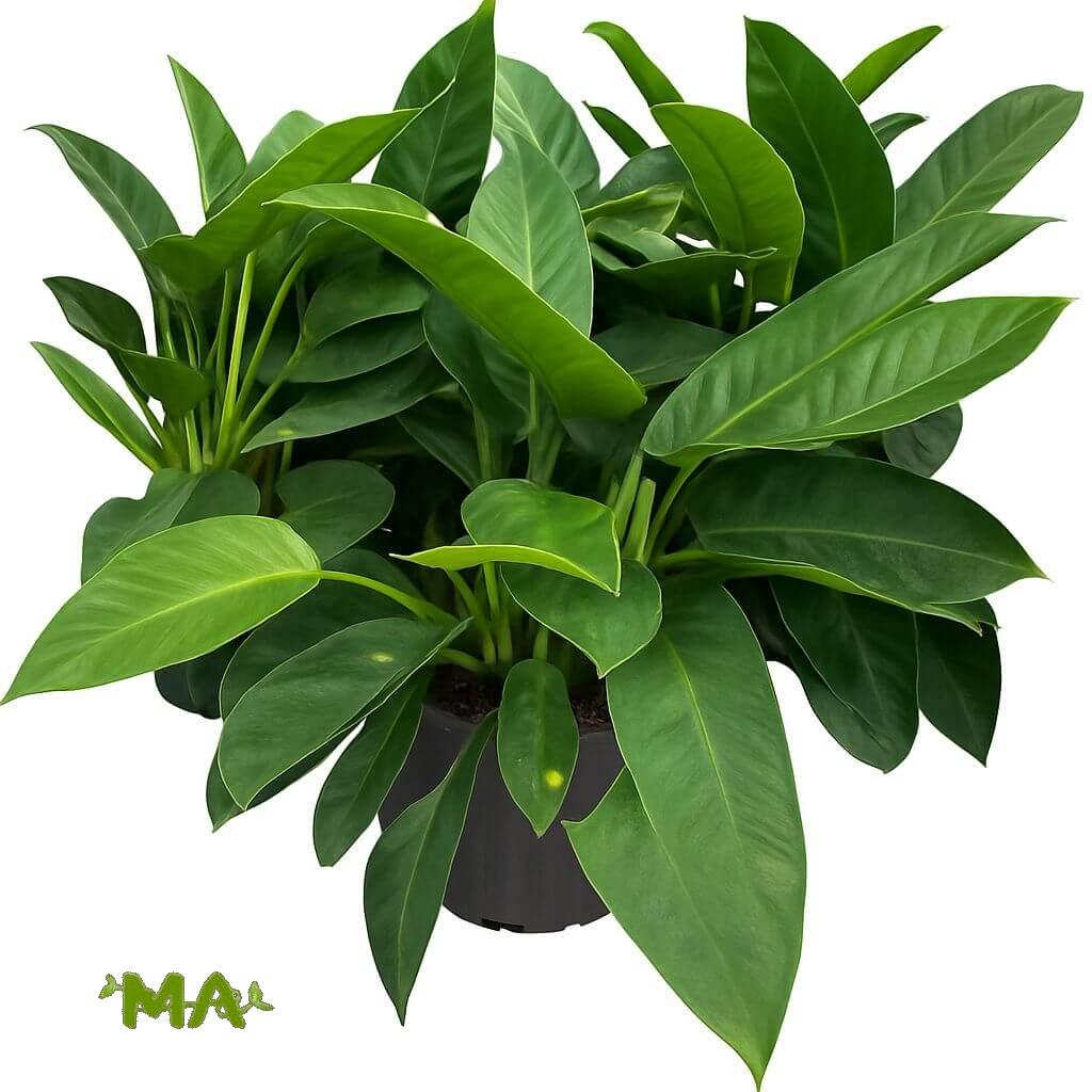 فيلو ورق عريض