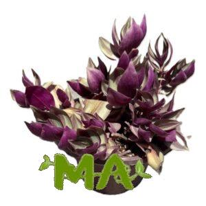 مكحلة