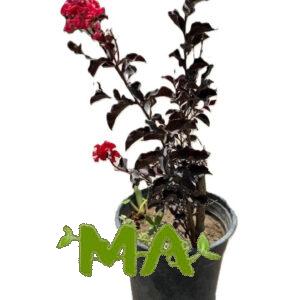ورد القهوة