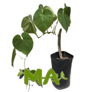 لبلاب خارجي