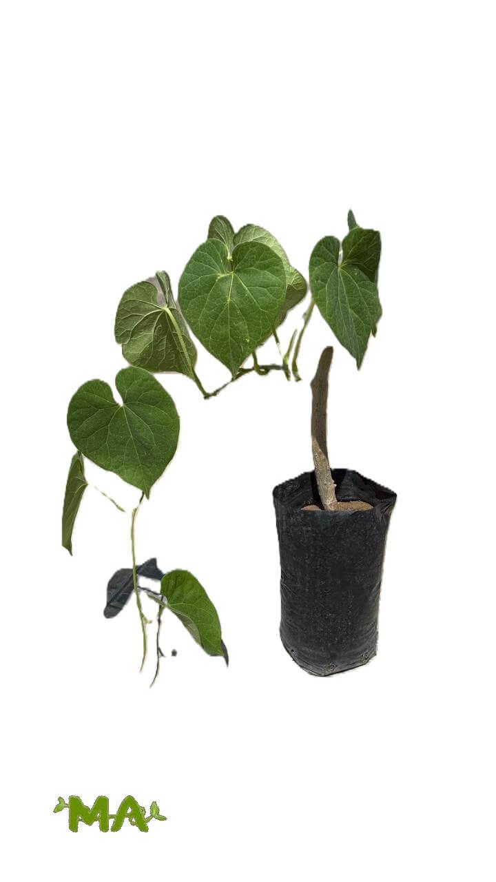 لبلاب خارجي