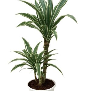 دراسينيا اولص (ثنائي ناصي)