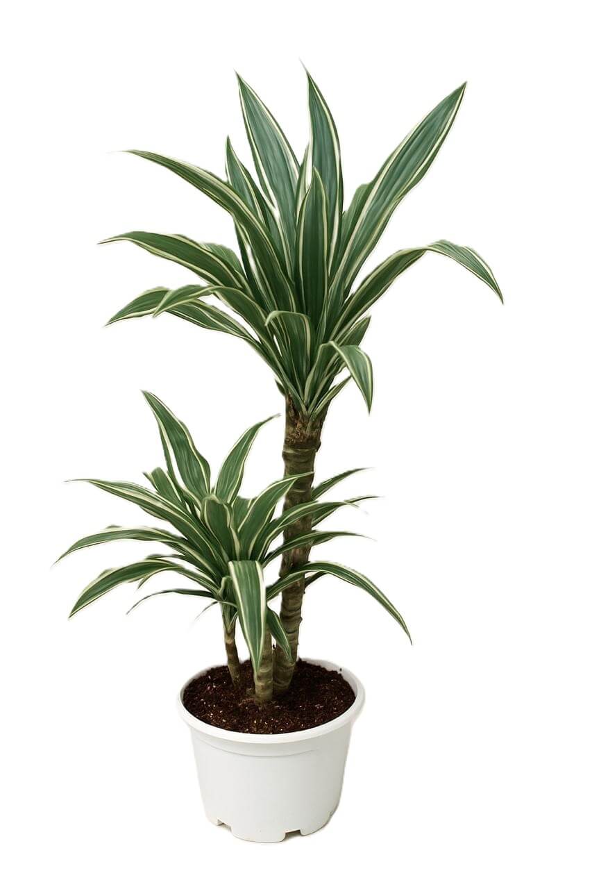 دراسينيا اولص (ثنائي ناصي)