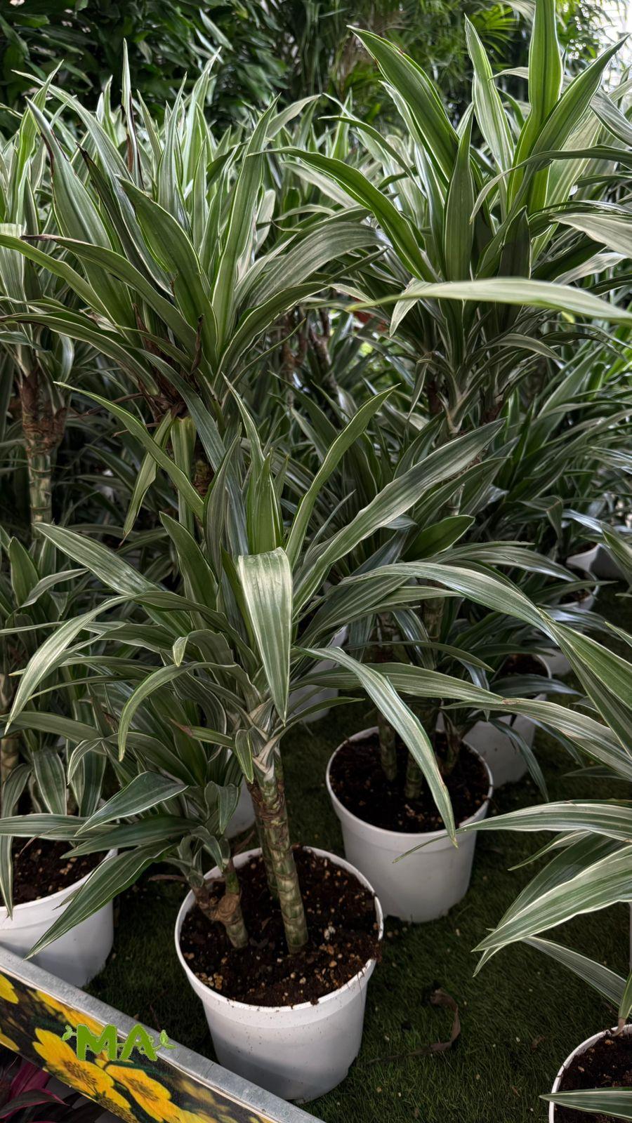 دراسينيا اولص(ثلاثي عالي) - Image 2