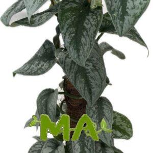 فيلو مطبع (عمودي)