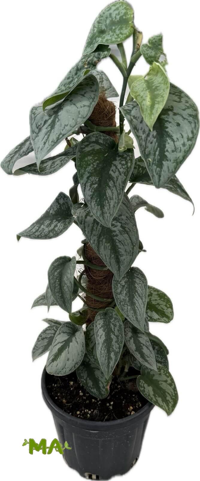 فيلو مطبع (عمودي)