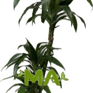 دراسينيا بابيتو (ثلاثي)