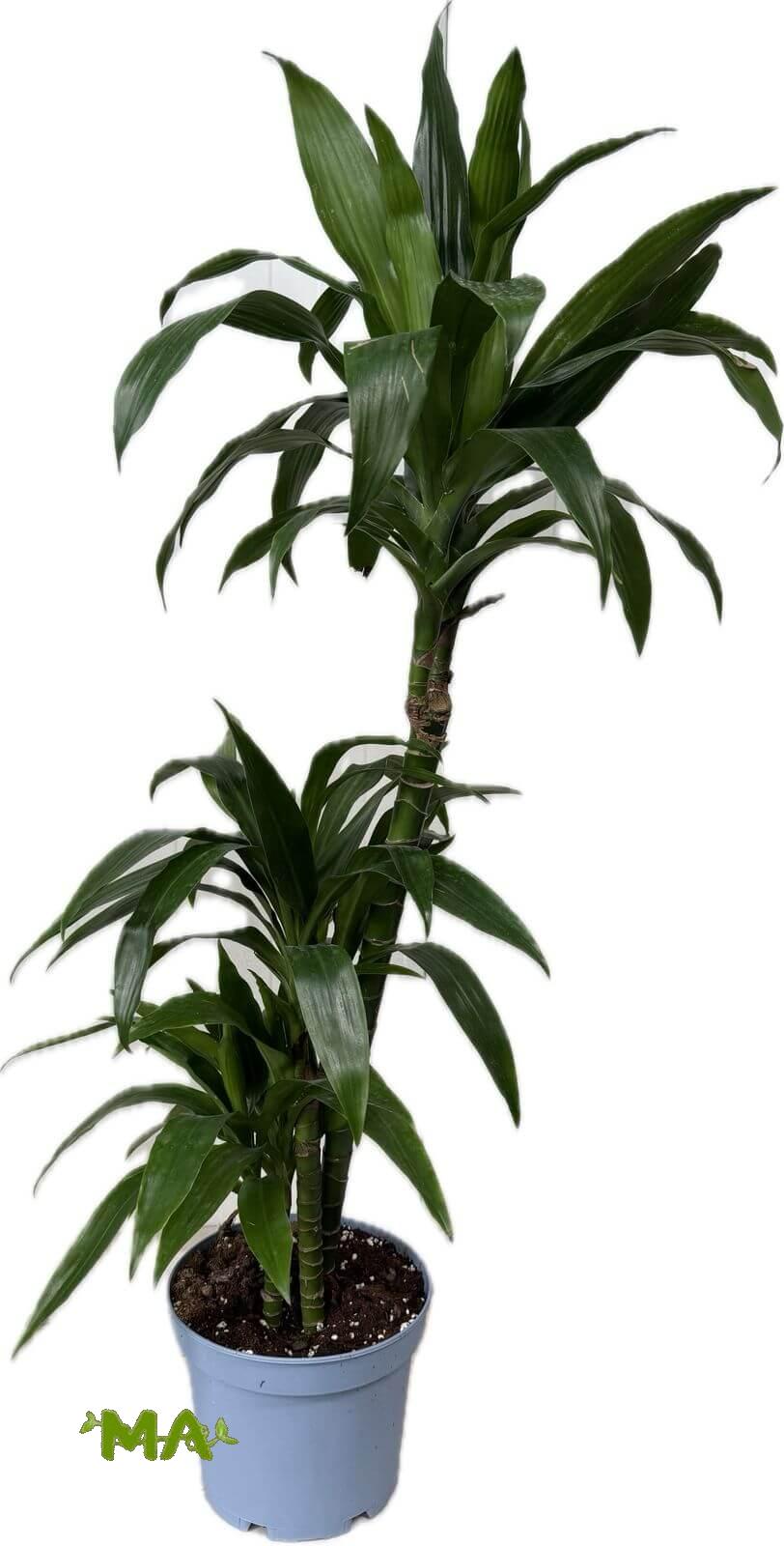 دراسينيا بابيتو (ثلاثي)