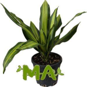 دراسينيا ليموني