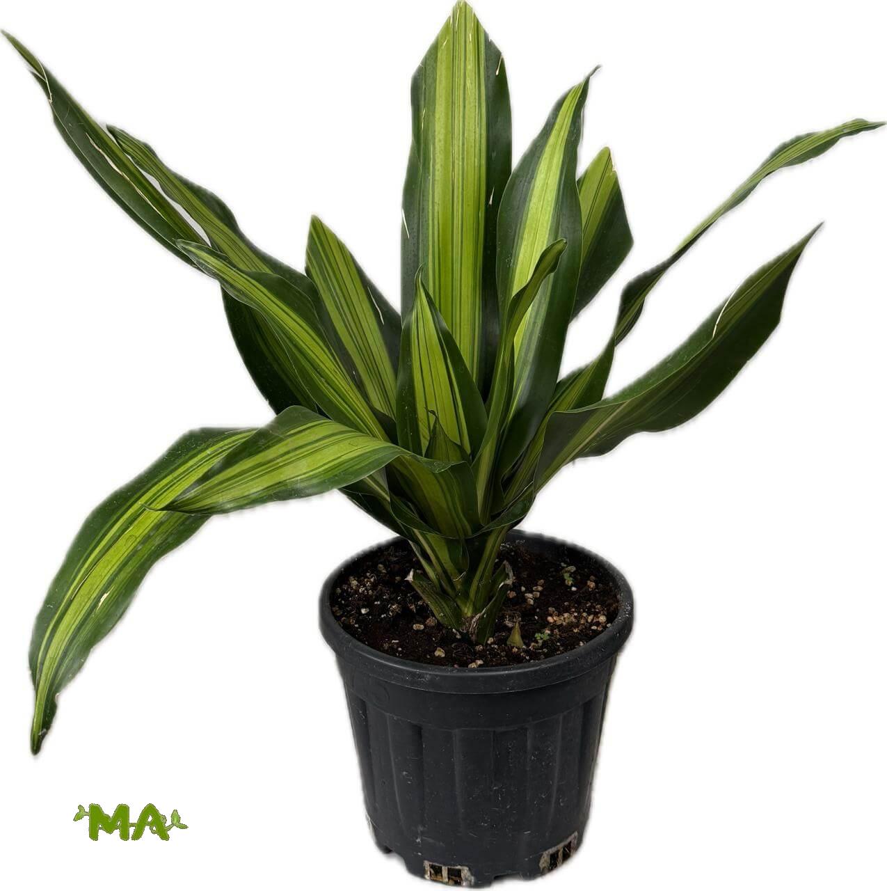 دراسينيا ليموني