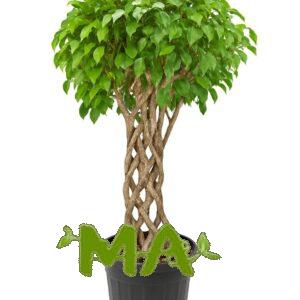 بنجامين مشبك