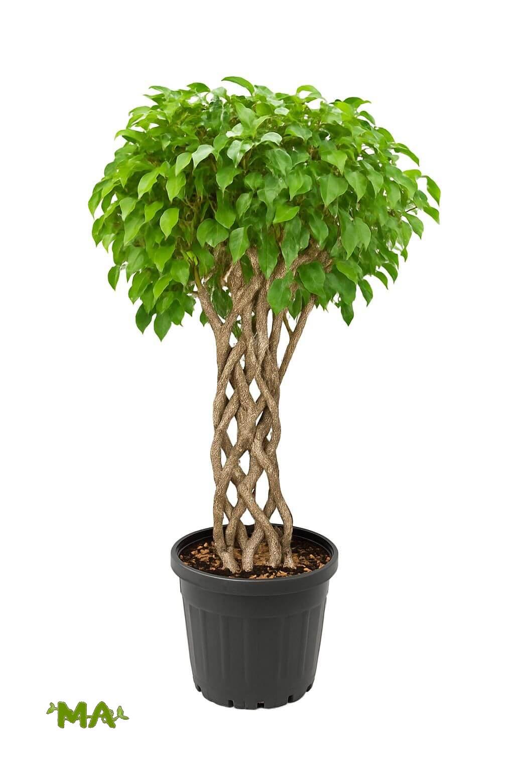 بنجامين مشبك