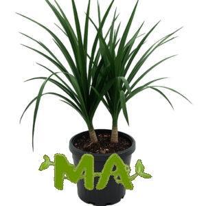 دراسينيا معمر(ورق رفيع)