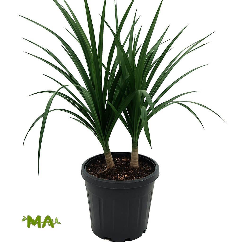 دراسينيا معمر(ورق رفيع)