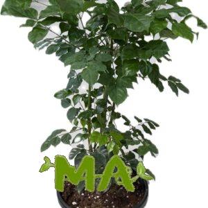 راد ماكي طوب