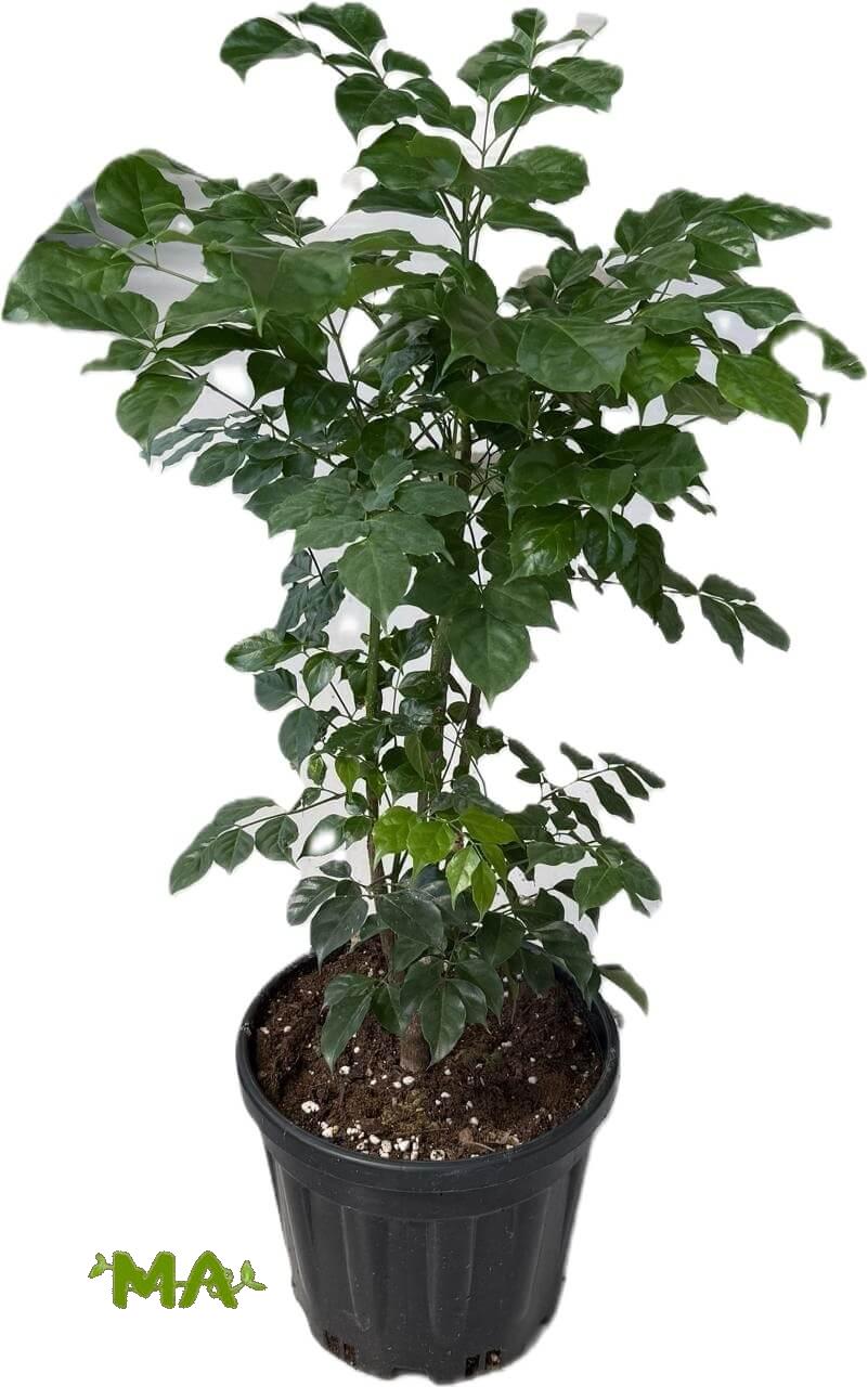 راد ماكي طوب