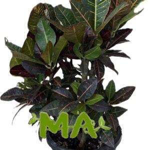 كروتون بترا