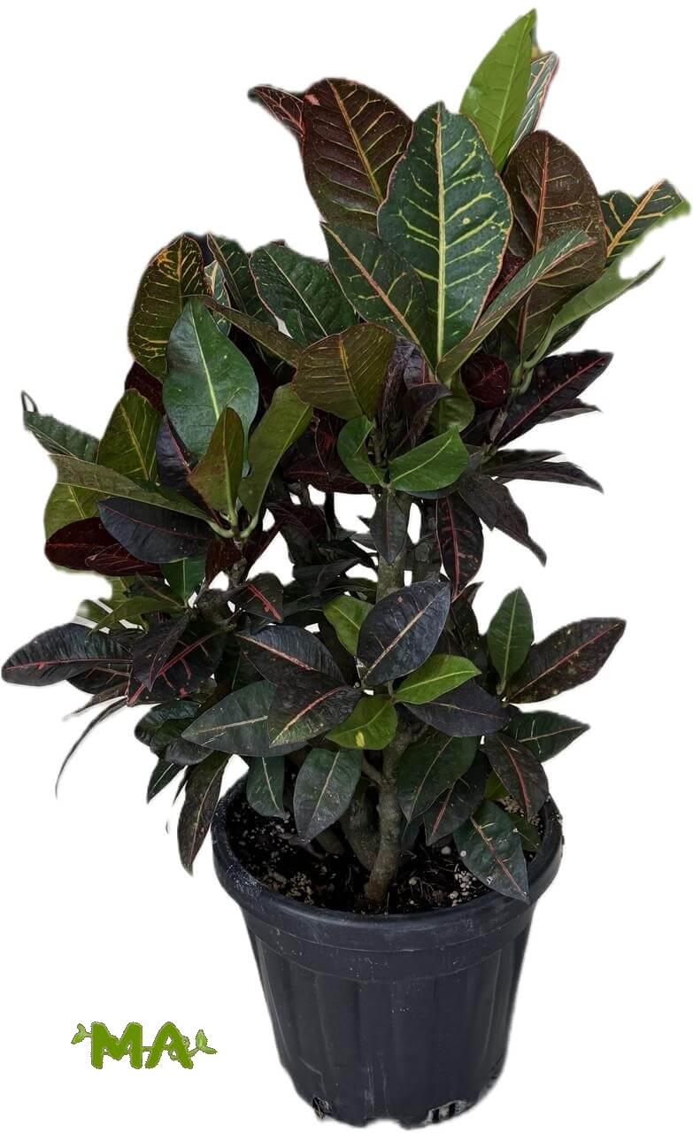 كروتون بترا