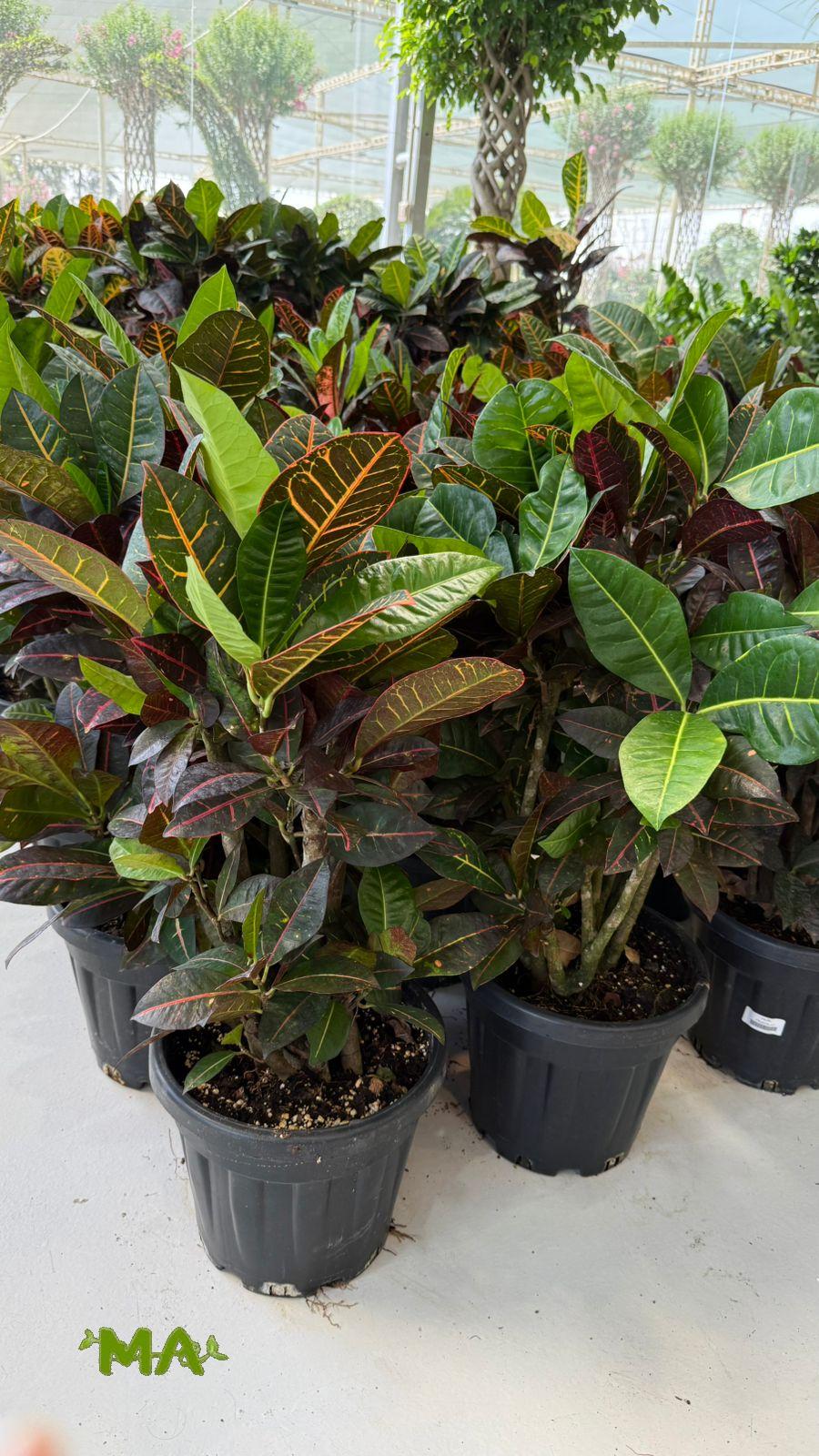 كروتون بترا - Image 2