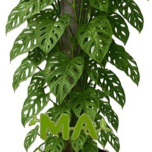 قفص مشيف (عمودي)