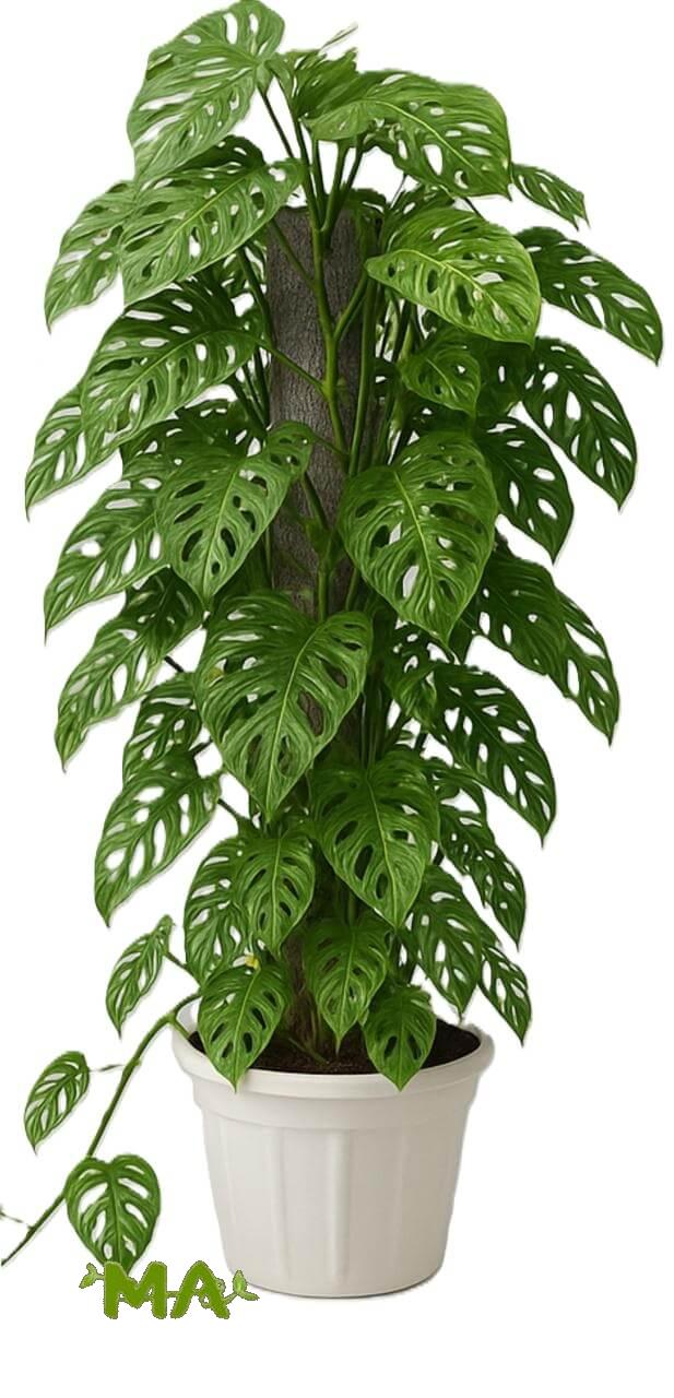 قفص مشيف (عمودي)