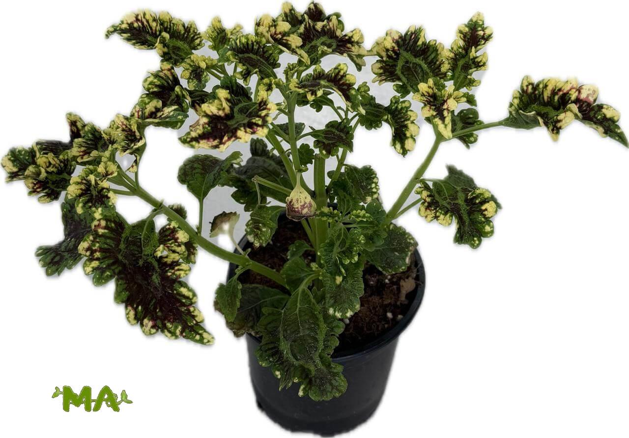 كوليوس - Image 2