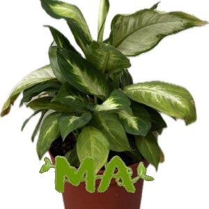 دفن كاميليا