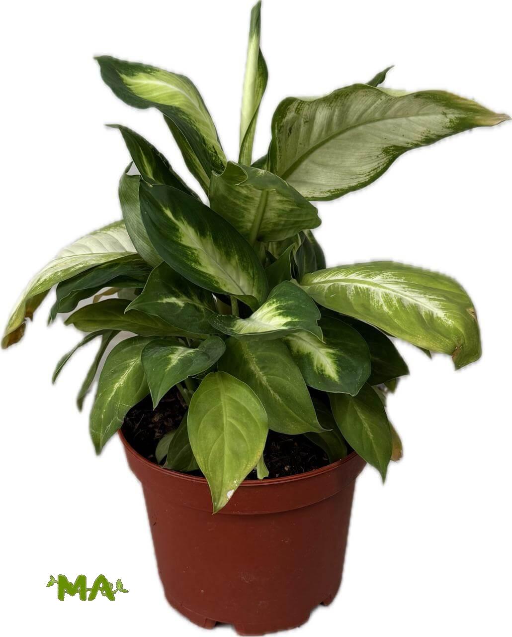 دفن كاميليا