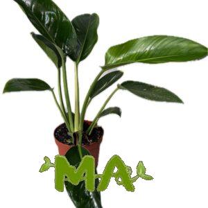 فيلو ورق عريض