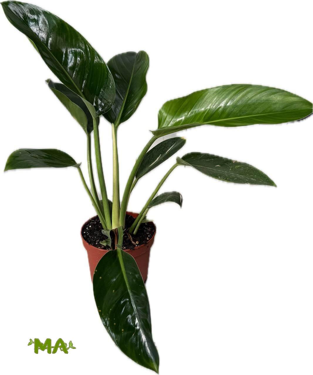 فيلو ورق عريض