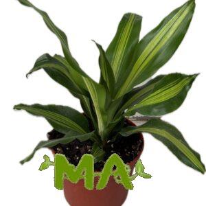 دراسينيا ليموني (صغير)