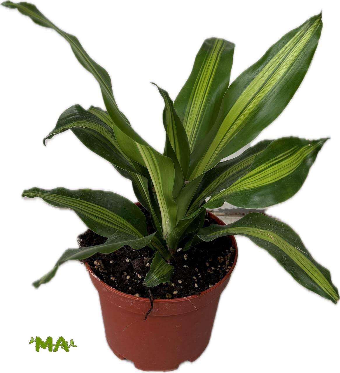 دراسينيا ليموني (صغير)