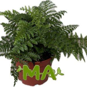 فجير عنكبوت