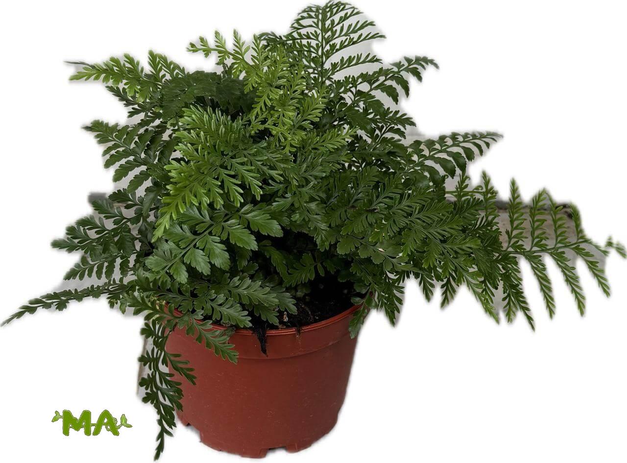 فجير عنكبوت