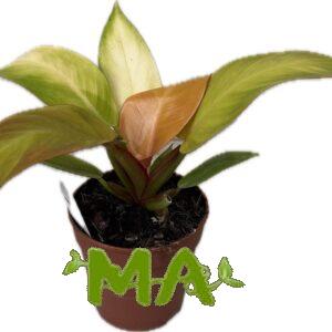 فيلو ورق اصفر