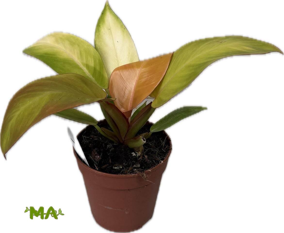 فيلو ورق اصفر