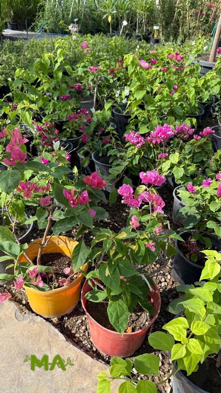 جهنمي(صغير) - Image 2