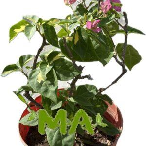 جهنمي(صغير)