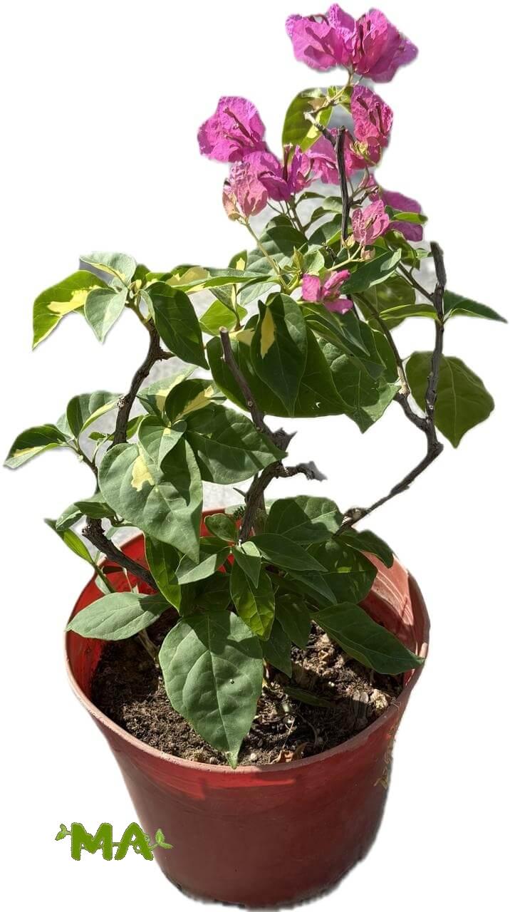 جهنمي(صغير)