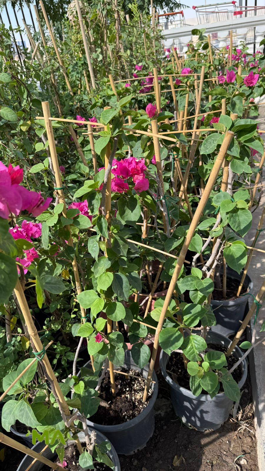 جهنمي(متسلق) - Image 2