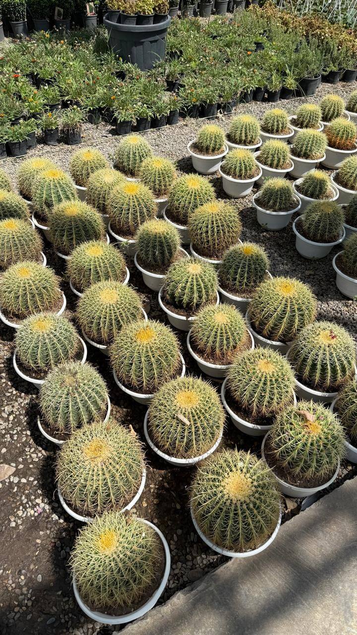 عمامة قاضي(صغير) - Image 2