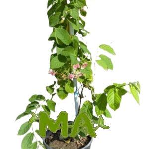 ياسمين تفاحي