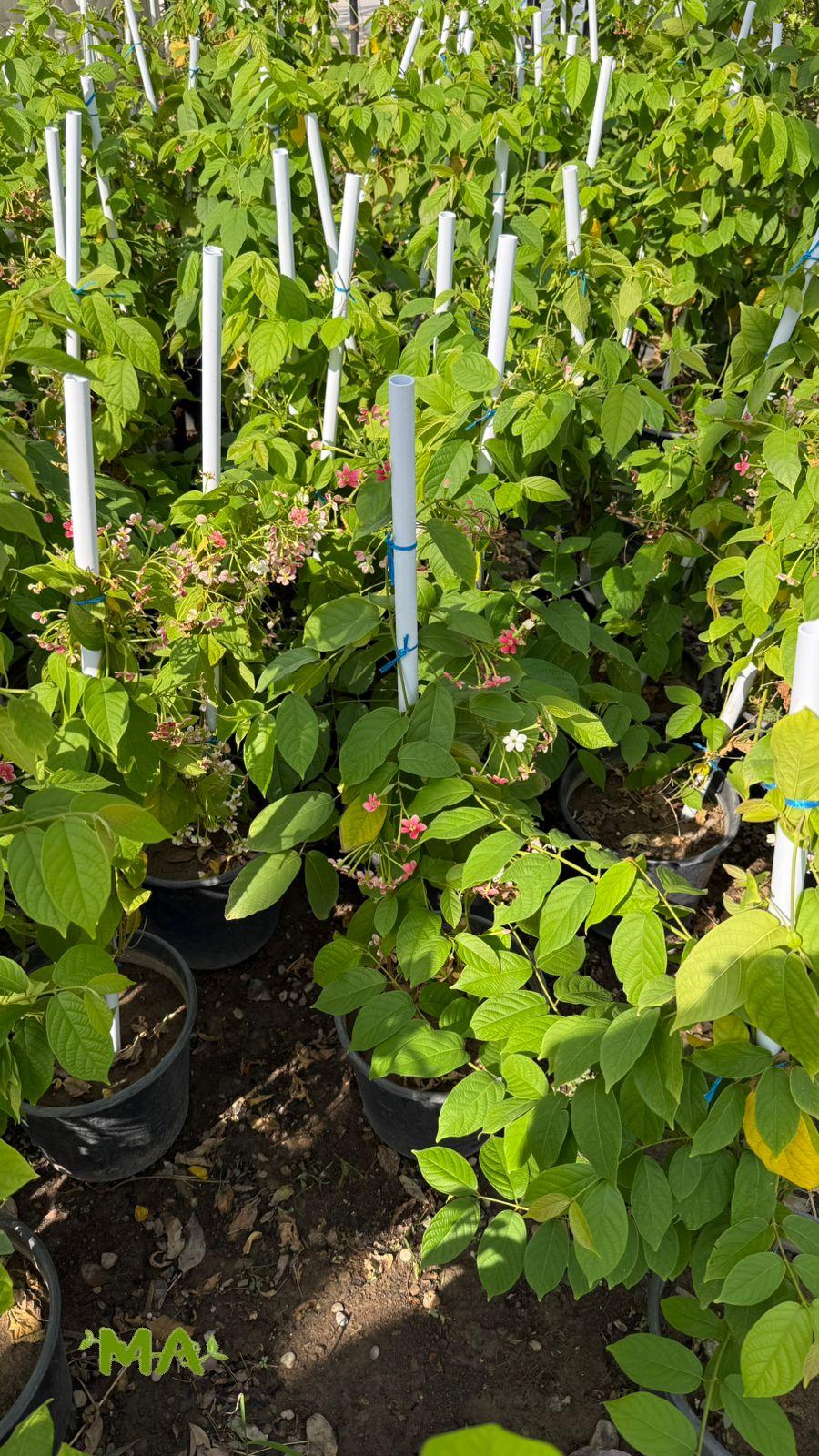 ياسمين تفاحي - Image 2