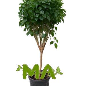 راد ماكي(استاند)